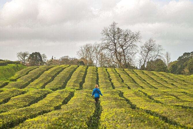 Private Car All of Furnas & Tea Plantation (Hot Springs Included) - Positive Experiences