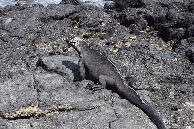 Private Charles Darwin Station Tour &Tortuga Bay Beach With Lunch - Customer Experience