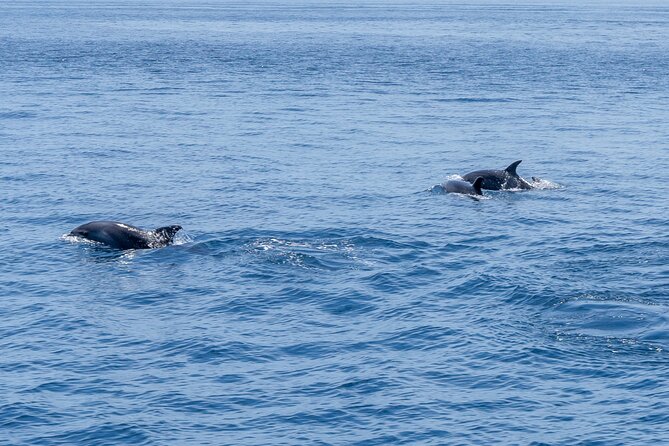 Private Coastline and Dolphins Yacht Cruise From Albufeira - What to Expect During the Cruise