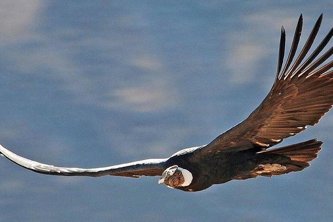 Private Colca Full-Day Tour From Arequipa - Inclusions and Logistics