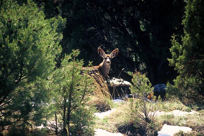 Private Colorado Plateau Ascent: Guided Hummer Tour in Sedona - Professional Guides and Ratings