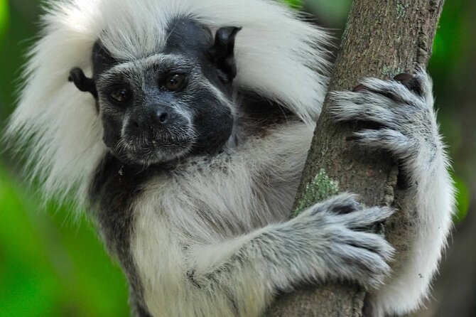 Private Cotton-Top Tamarin Adventure Tour - Good To Know