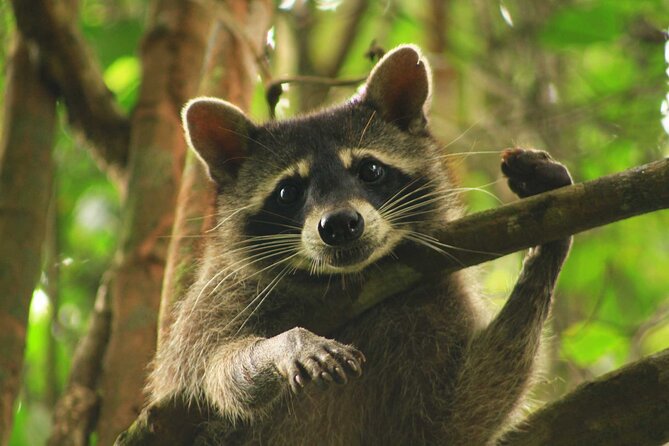 Private Day Trip From San Jose to Cahuita National Park (Caribbean Coast) - Pickup and Dropoff Locations