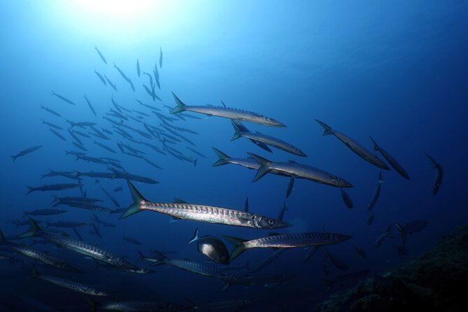 Private Diving Baptism in the Gulf of Calvi - Included Services and Amenities