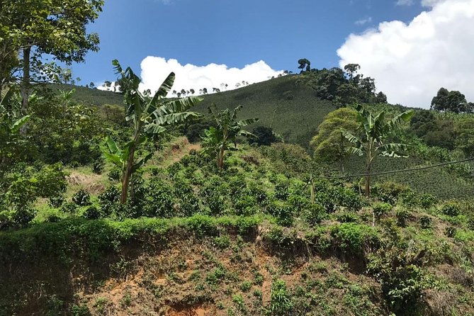 Private Full-Day Coffee Tour to Palmitas Farm Near Medellín - Pricing and Cancellation