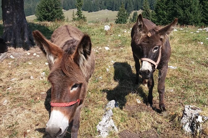 Private Full-Day Hiking Tour in Piatra Craiului National Park - Private Tour Benefits