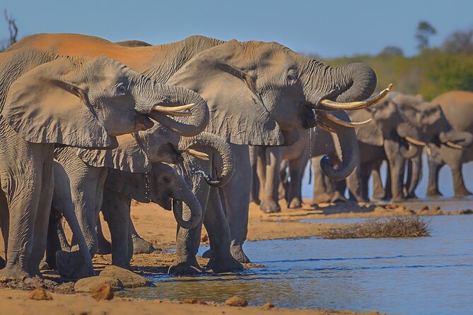 Private Full Day Safari (10 Hours) in Kruger National Park - Meeting Point and Logistics