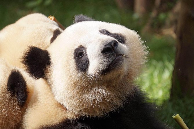 Private Full-Day Tour: Chengdu City Highlights - Giant Panda Breeding Research Base