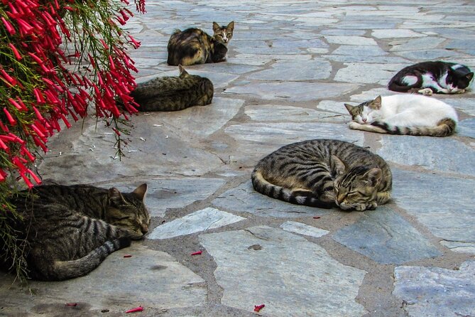 Private Full-Day Tour to Cyprus Monasteries - Traveler Reviews and Feedback