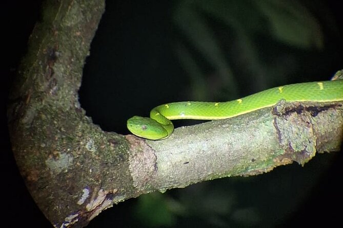 Private Guided Night Walk in the Wonderful Darkness of Monteverde - Sights and Sounds of the Night
