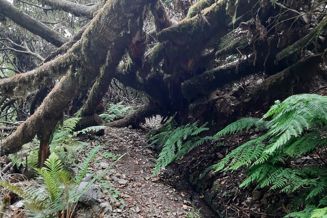 Private Guided Walk Levada Brasileiro – Levada Do Moinho - Participation Details