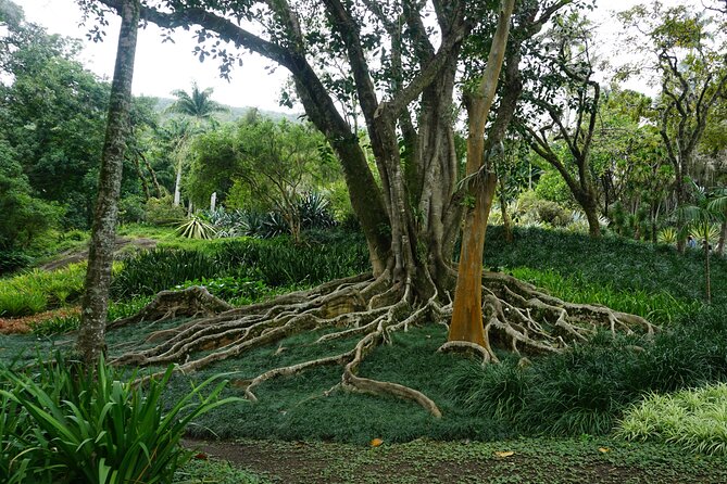 Private Half-Day Tour in Roberto Burle Marx Site - Highlights of the Tour