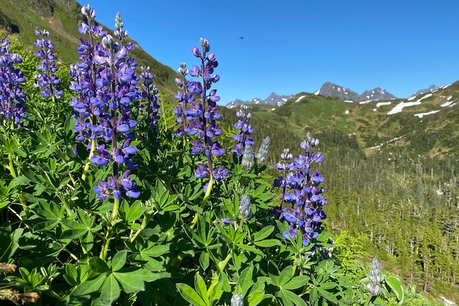 Private Hiking Tour in Sitka, Alaska - Health and Safety Guidelines