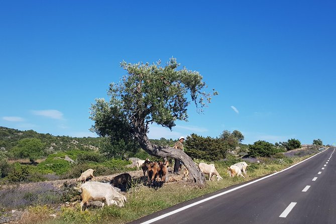 Private Hvar Island Tour and Olive Oil Tasting - Views of Neighboring Islands