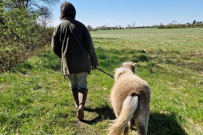 Private Miniature Horse Walking Near Lincoln - Booking and Pricing