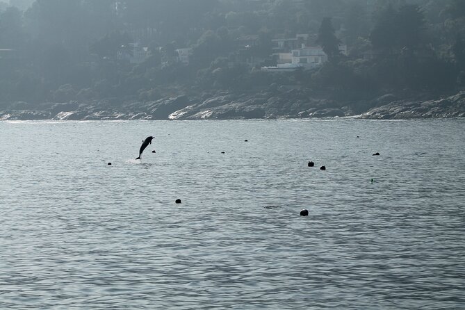 Private Nautical Tour Penguin Island, Cachagua, Valparaíso - Observing Humboldt Penguins