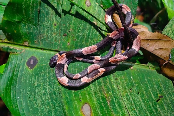 Private Night Adventure in Manzanillo Refuge - Meeting and Pickup Details