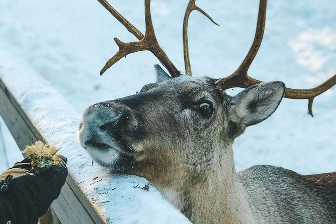 PRIVATE Reindeer Park Adventure by VIP Car - Inclusions and Accessibility