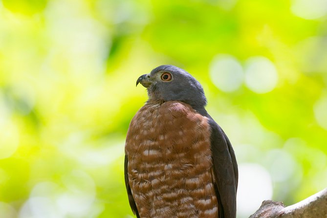 Private Rincón De La Vieja Bird Watching Tour - Pricing and Inclusions