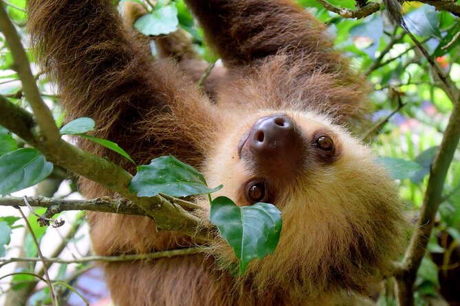 Private Shuttle: Arenal to Manuel Antonio (Viceversa) - Reliable Transportation