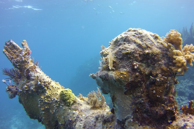 Private Snorkel to Key Largo Reef for up to 12 - INCLUDES GEAR! - Marine Life and Ecosystem