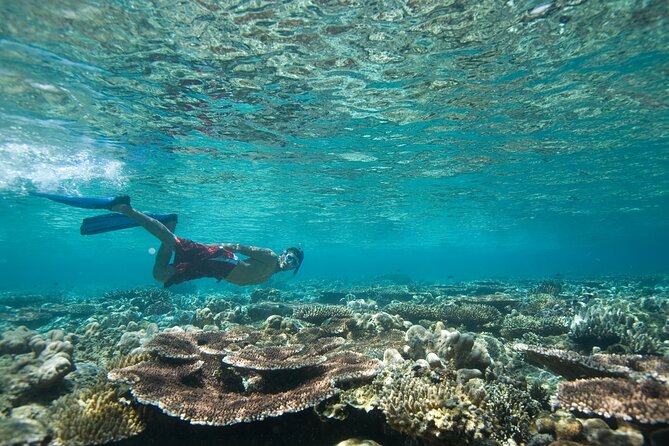 Private Snorkeling Experience in Aqaba Red Sea - Preparing for Your Aqaba Snorkeling Adventure