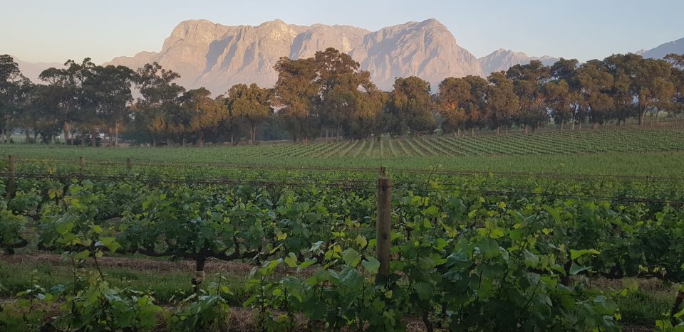 Private Stellenbosch and Franschhoek Wine Tour - Vineyards and Tastings