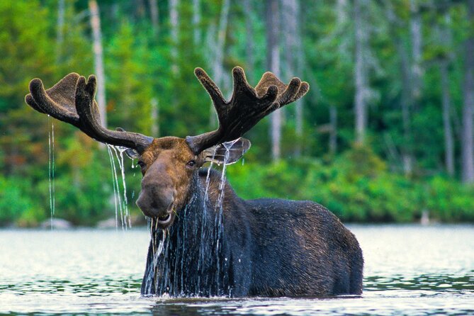 Private Sunrise 4-Hour Grand Teton Wildlife Adventure - Experience the Sunrise