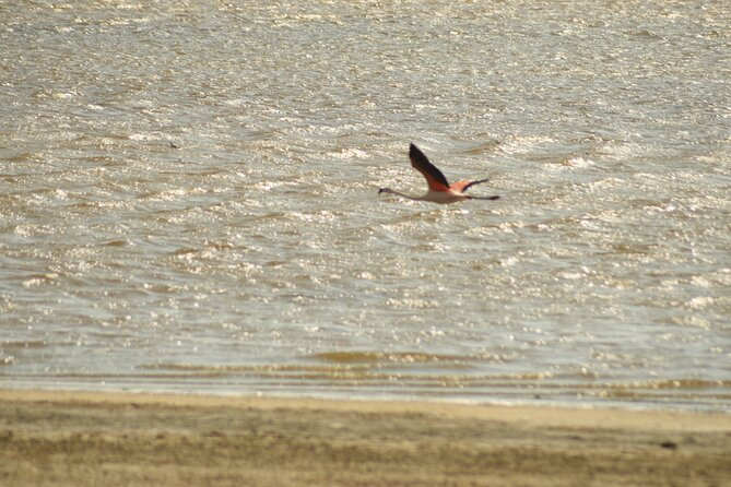 Private Tour at The National Reserve of Paracas - Included Refreshments and Amenities