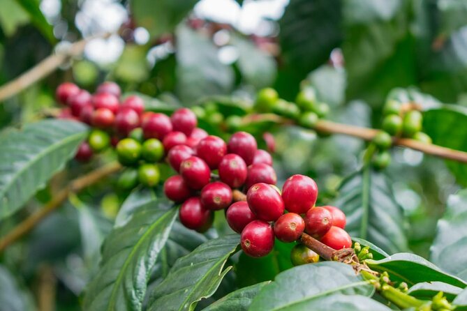 Private Tour in an Authentic, Ecological Local Coffee Finca. - Health and Accessibility Information