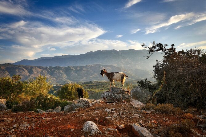 Private Tour Lasithi Zeus Cave Olive Oil Exploration & Shepherd - Exploring the Krasi Village