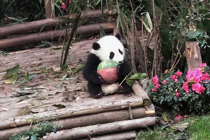 Private Tour of Chengdu Panda Center and Leshan Giant Buddha - Transportation and Guide Services