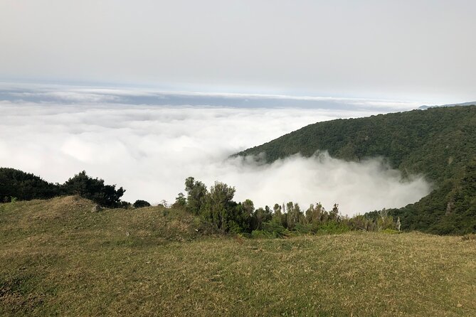 Private Tour of Fanal Park Ancient Trees - Pricing Details
