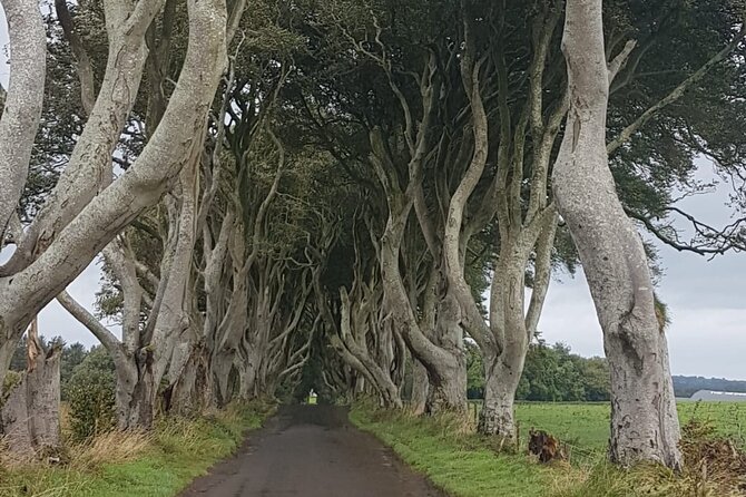 Private Tour of the Antrim Coast , Giants Causeway and Game of Throne Locations - Exploring the Giants Causeway