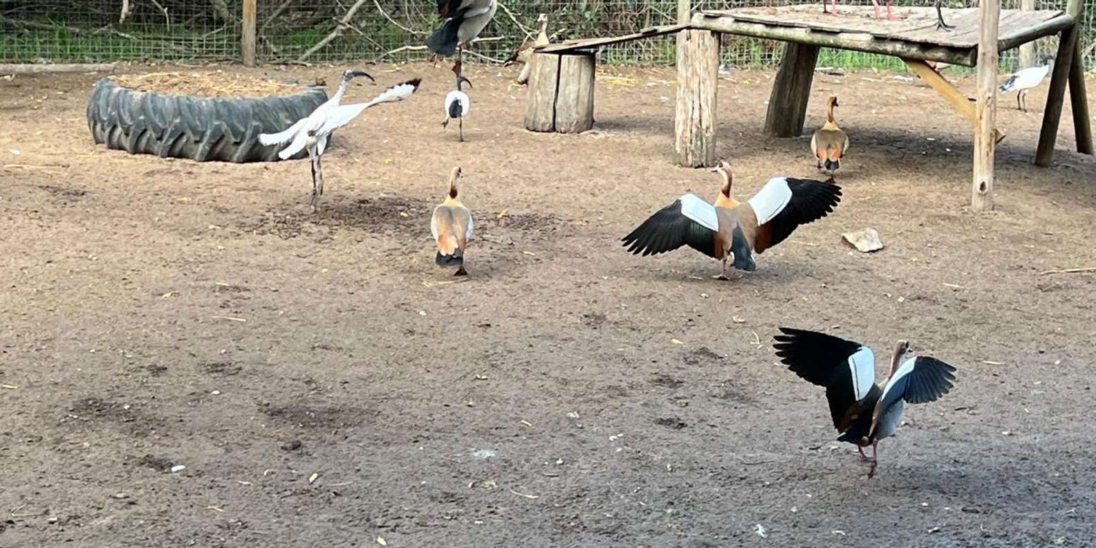 Private Tour of World of Birds, Kirstenbosch, and Constantia - Taking in the Constantia Winelands