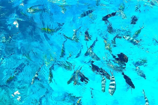Private Tour to Mnemba Island With Lunch - Meeting and Pickup Details