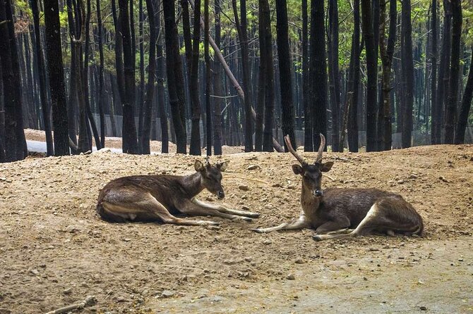 Private Tour To Safari Park & Waterfall (From Surabaya/Malang) - Tips for Travelers