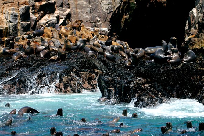 Private Tour to Spot Sea Lions in Palomino Islands From Lima - Cancellation Policy
