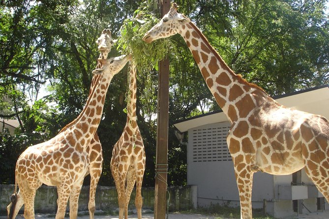 Private Tour to The Best of Animal Attractions in Kuala Lumpur - Pricing Information