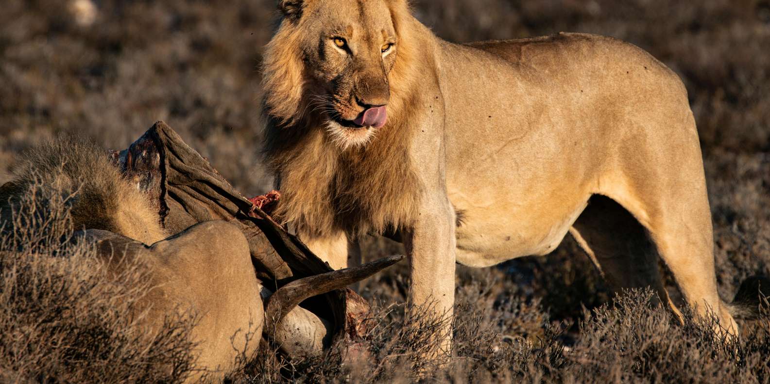 Private Tour: Witness Lion Feeding Up Close - Book Now! - Experience Highlights