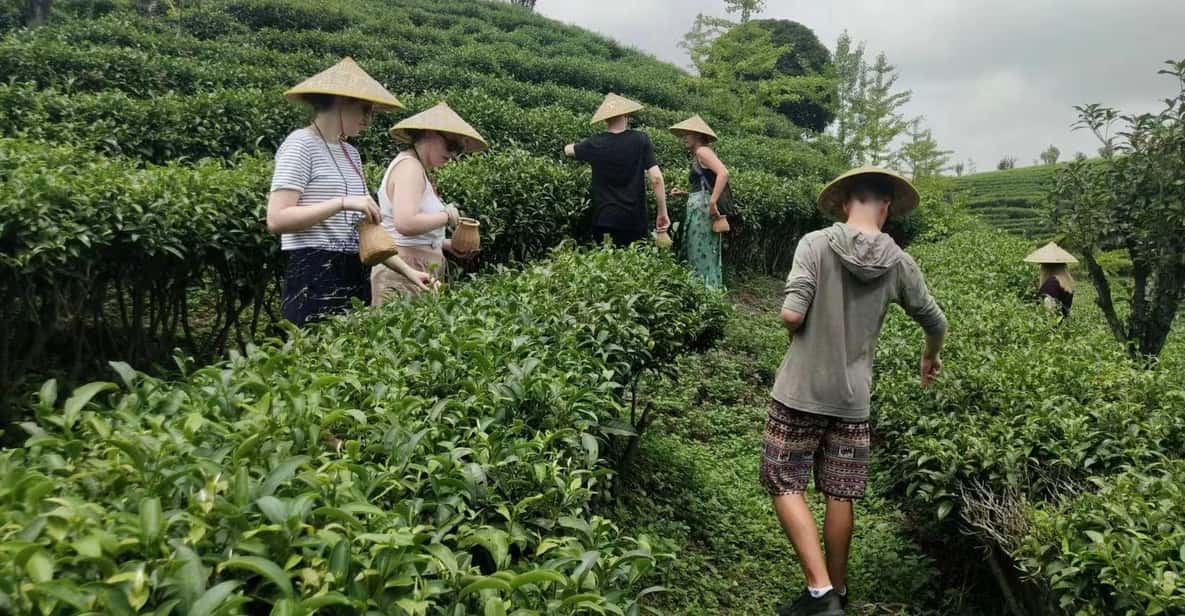 Private Tour-Yangshuo Seven Fairies Peak Tea Plantation - Tea Plantation and Landscapes