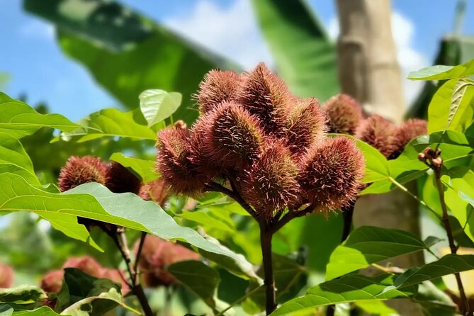 Private Tour Zanzibar Unique Stone Town With Spice Farm Plantations - Meeting and Pickup Details
