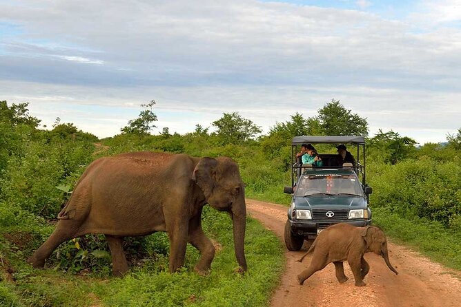 Private Udawalawa Safari Plus Elephant Transit Home Day Trip - Pickup Information