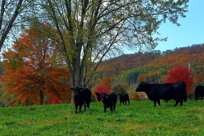 Private Walking Tour of a Real Working Cattle Ranch - Learn About Water Conservation Efforts