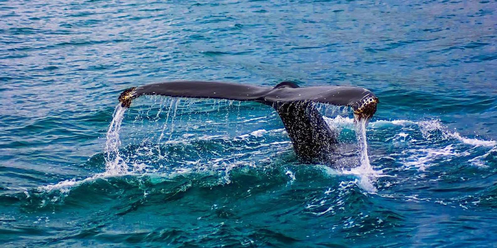 Private Whale Route Full Day Tour - Whale Watching Details