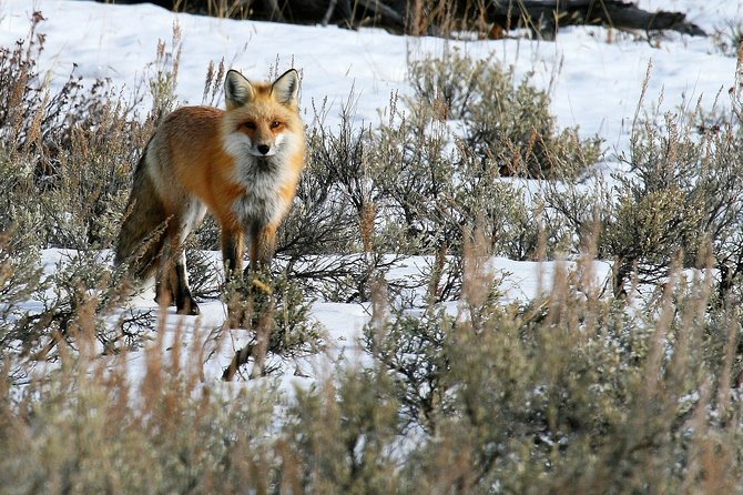 Private Yellowstone National Park Sightseeing Tour With Lunch - Tour Logistics