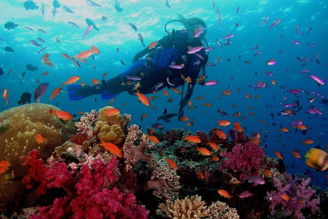 Professional 2 Stops Scuba Diving Full Day Boat Trip - Hurghada - Scuba Diving Destinations