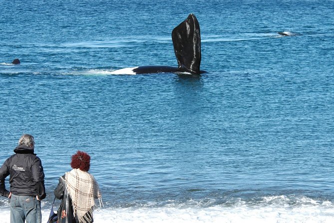 Puerto Madryn: Doradillo Beach Whale Watching Experience - Bilingual Guide and Lunch