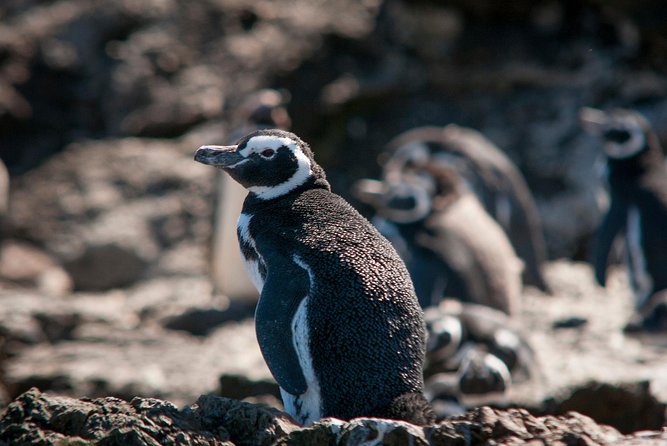 Puerto Montt: Full Day Chiloe Island Visiting Penguins in Puñihuil - Tour Inclusions