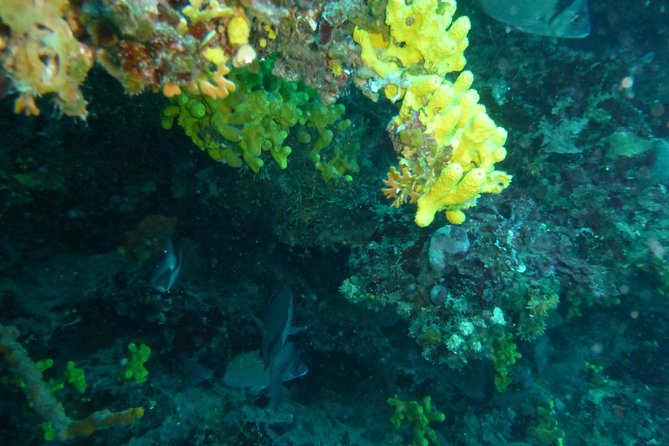 Pula Boat Trip With Snorkeling - Tour Experience